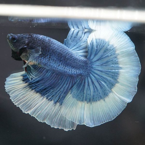 画像5: HM ブルーバタフライ上物 (5)