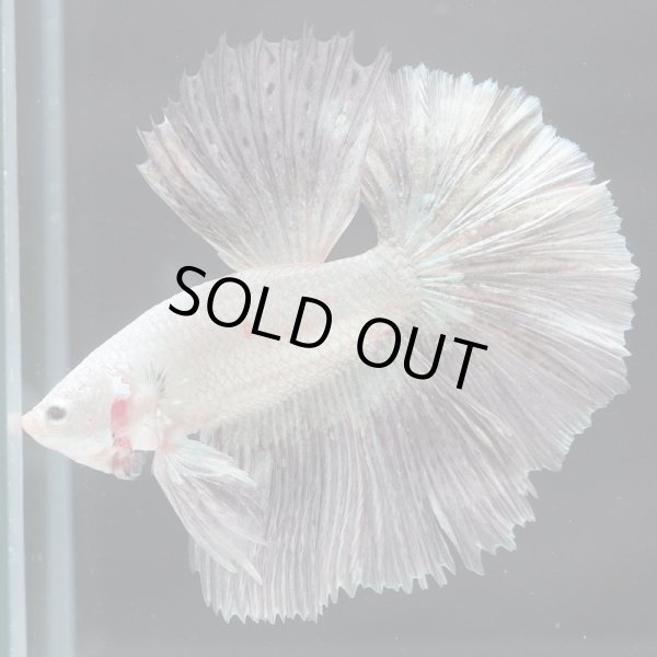 画像12: HM ドラゴン、カッパー系 (12)