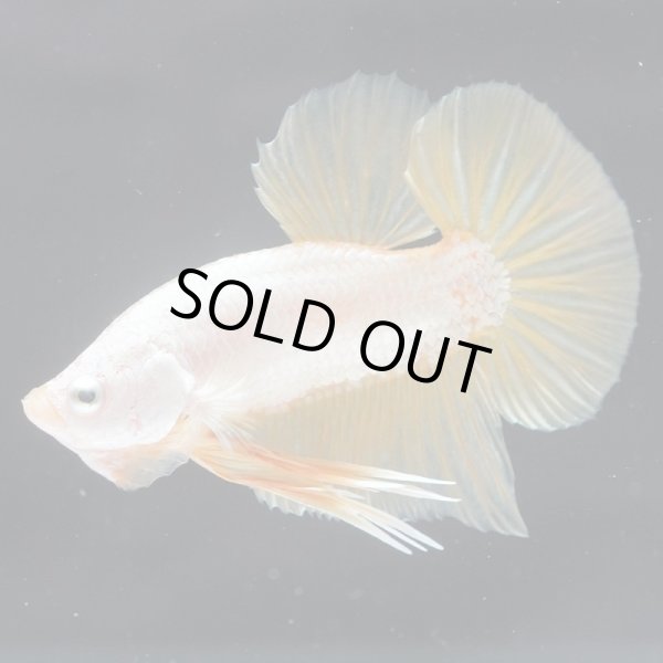 画像6: HMPK プラチナイエロードラゴン (6)