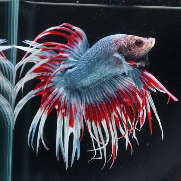 画像3: CT タイフラッグ (3)