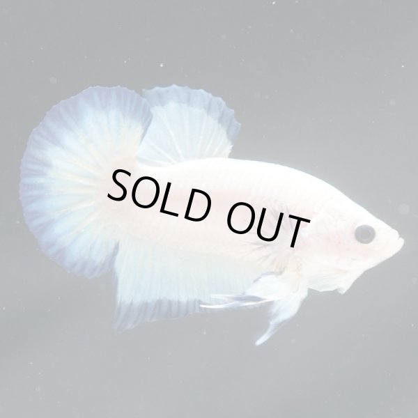 画像8: HMPK　ブルーリム (8)