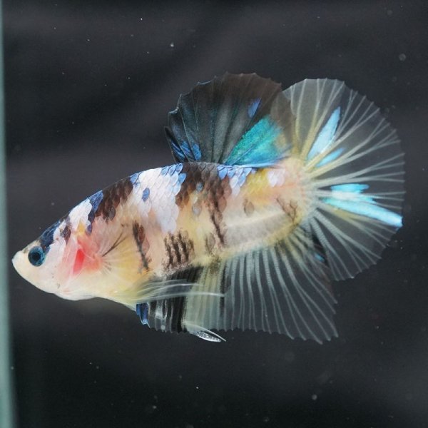 画像6: HMPK 鯉イエロー (6)