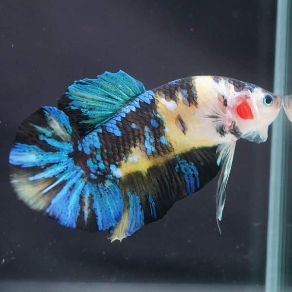 画像7: HMPK イエロータイガーギャラクシー (7)