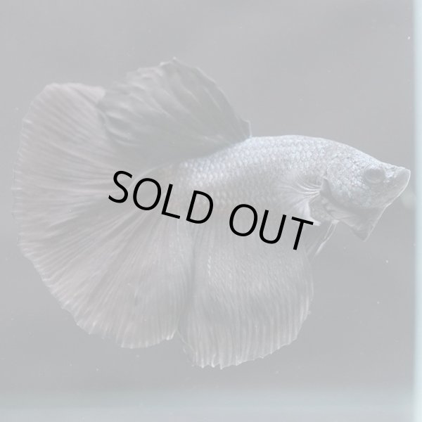 画像11: HM ドラゴン、カッパー系 (11)