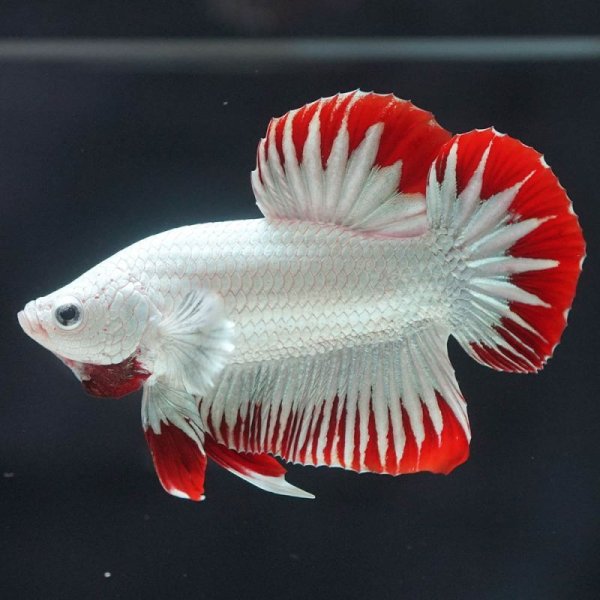 画像7: HMPK プラチナレッドドラゴン スノー 上物 (7)