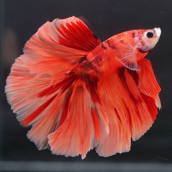 画像10: HM キャンディ/キャンディギャラクシー (10)