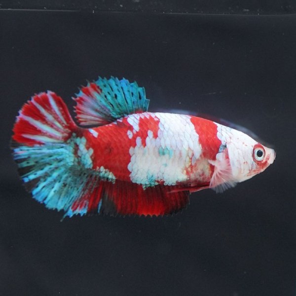 画像6: HMPK 鯉ギャラクシー ♀ (6)