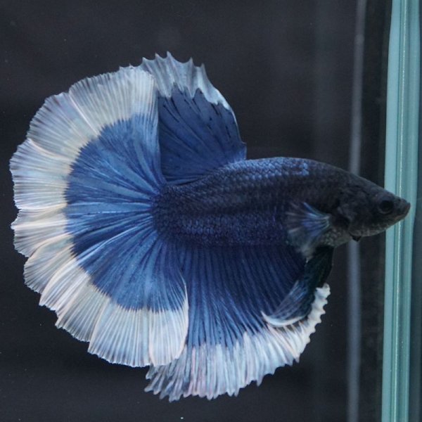 画像4: HM ブルーバタフライ上物 (4)