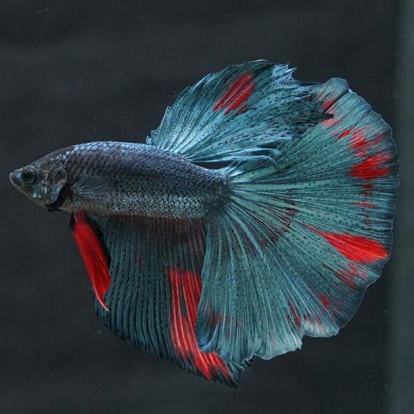 画像7: HM　ファンシー系 (7)