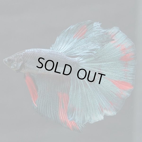 画像10: HM ドラゴン、カッパー系 (10)