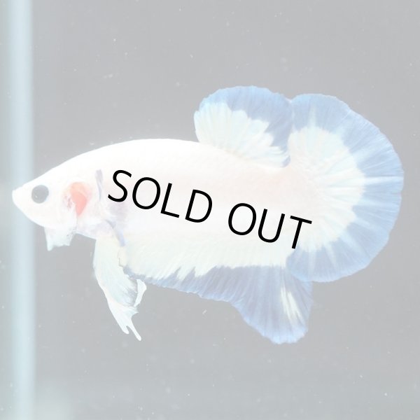 画像1: HMPK　ブルーリム (1)