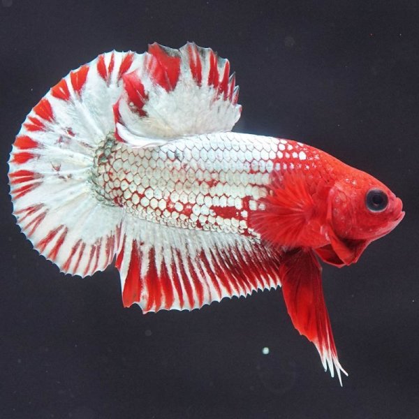 画像2: HMPK ヘルボーイ ホワイトスケール上物 (2)