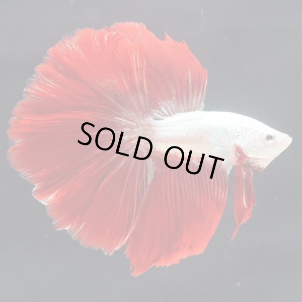 画像9: HM ドラゴンカッパー系 上物 (9)