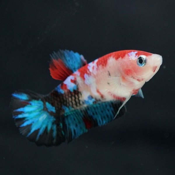 画像3: HMPK　鯉　♀ (3)