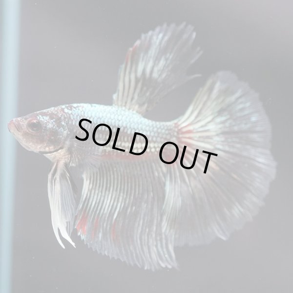 画像9: HM ドラゴン、カッパー系 (9)