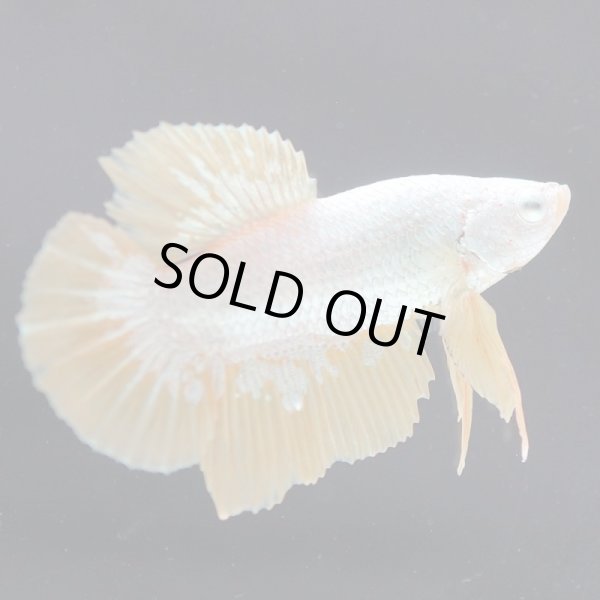 画像5: HMPK プラチナイエロードラゴン (5)