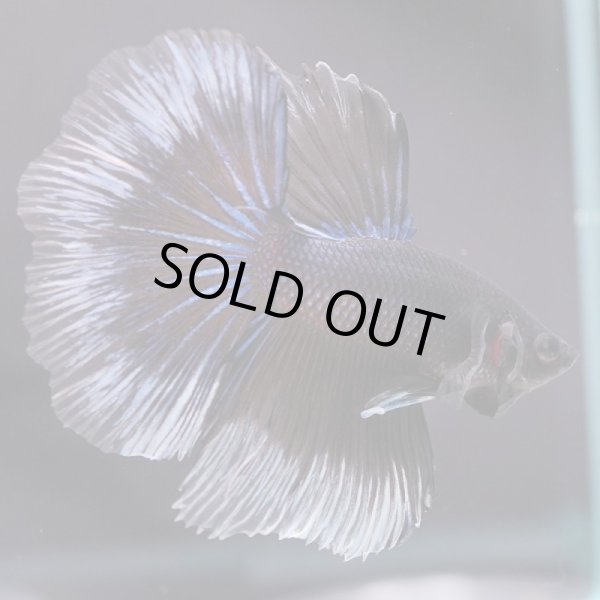 画像2: HM ドラゴン、カッパー系 (2)