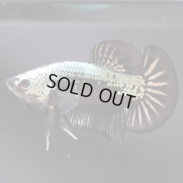 画像5: HMPK プラチナブラックドラゴン (5)