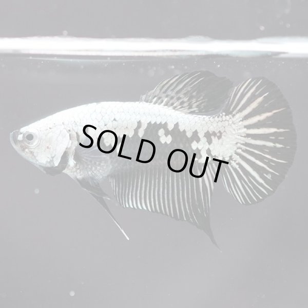 画像4: HMPK プラチナブラックドラゴン (4)