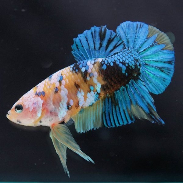 画像6: HMPK イエロータイガーギャラクシー (6)