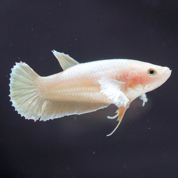 画像3: HMPK プラチナイエロー ダンボ♀ (3)