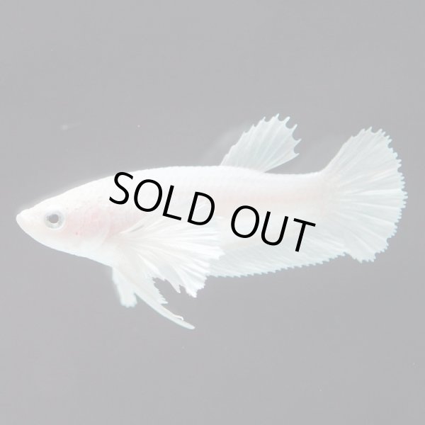 画像2: HMPK プラチナホワイト ダンボ♀ (2)