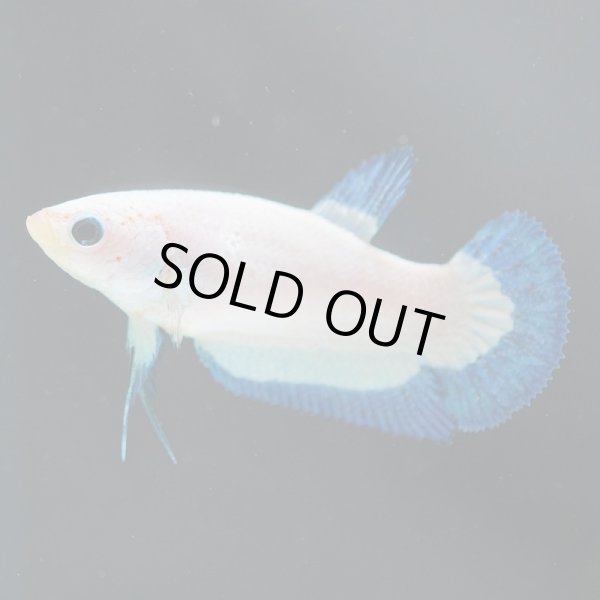 画像4: HMPK ブルーリム♀ (4)