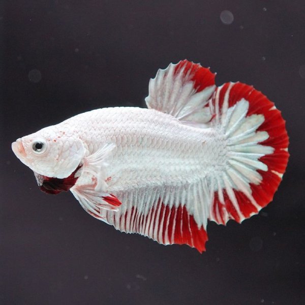 画像6: HMPK プラチナレッドドラゴン スノー 上物 (6)