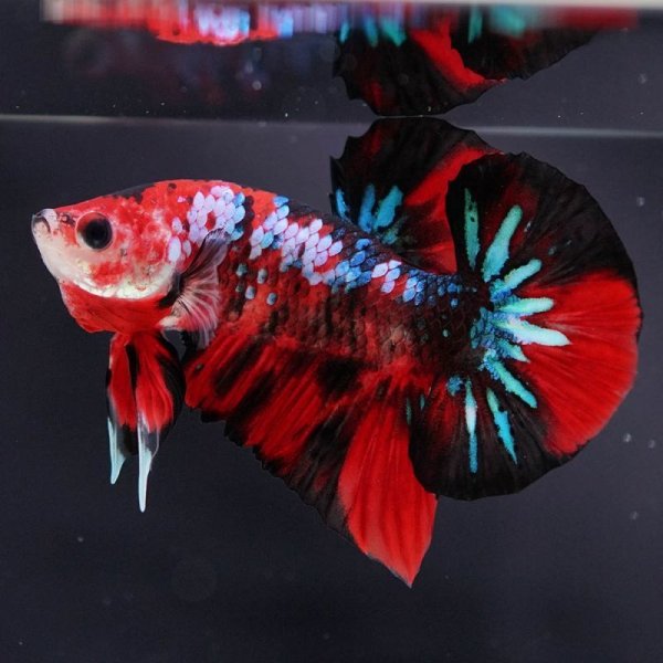 画像4: GHMPK 鯉・鯉ギャラクシー (4)