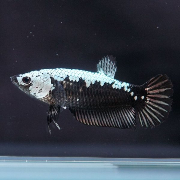 画像5: HMPK ブラックサムライ♀ (5)