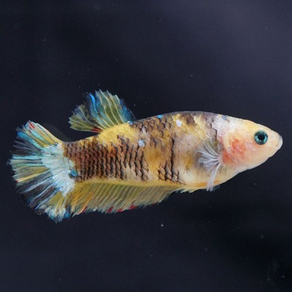 画像3: HMPK 鯉イエロー♀ (3)