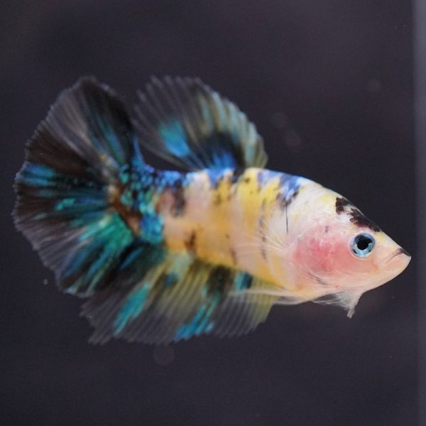 画像5: HMPK イエロータイガーギャラクシー (5)