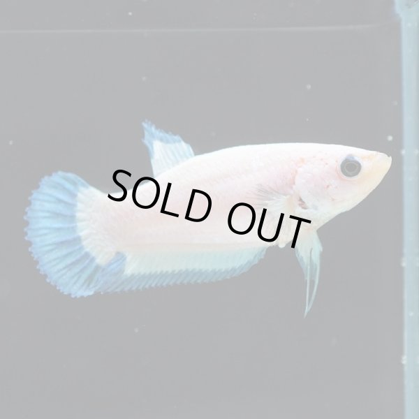 画像3: HMPK ブルーリム♀ (3)