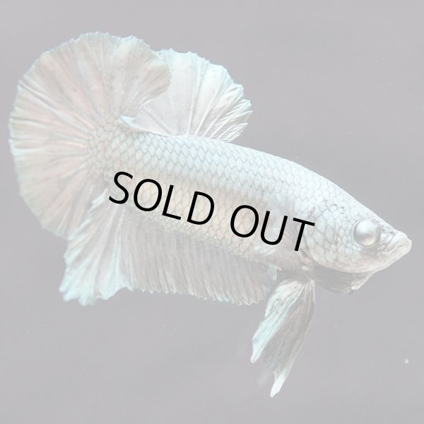 画像7: HMPK カッパー (7)