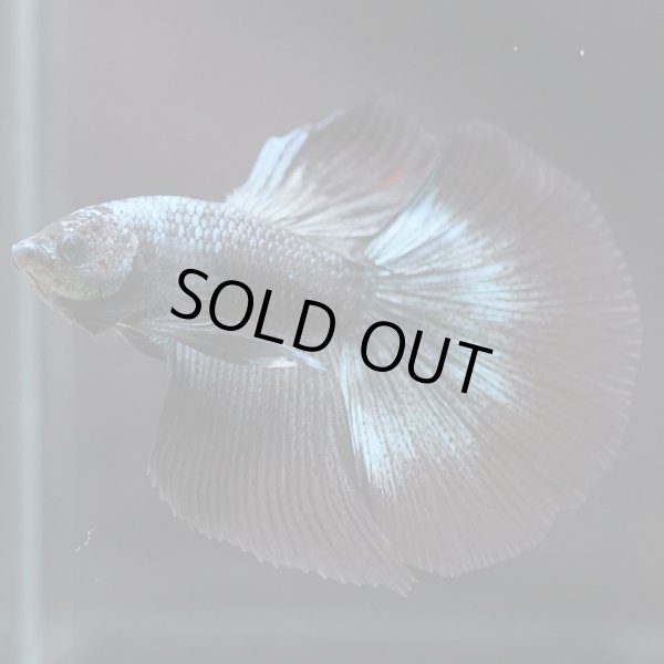 画像3: HM ドラゴン、カッパー系 (3)