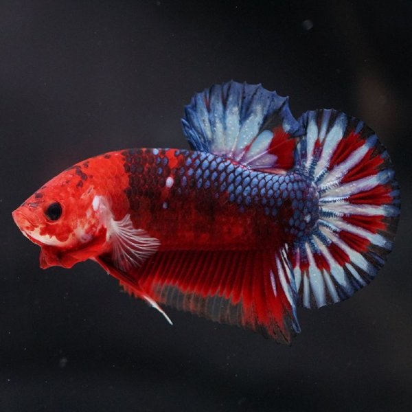 画像2: HMPK ファンシーレッド (2)