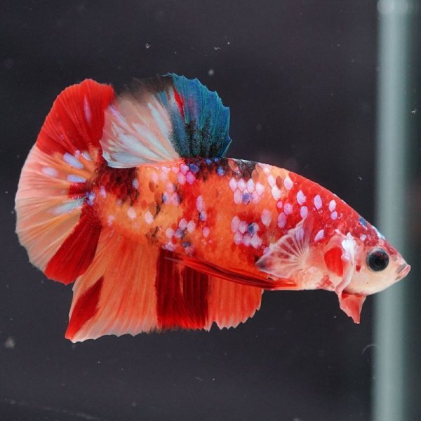 画像12: HMPK キャンディギャラクシー (12)