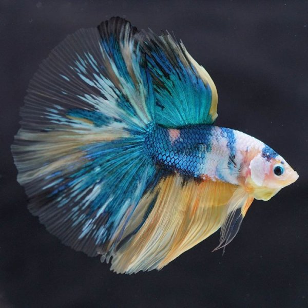 画像6: HM イエロータイガーギャラクシー (6)