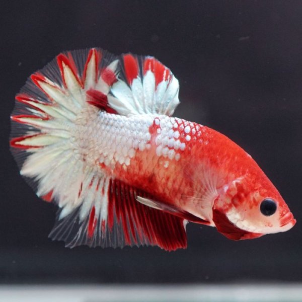 画像7: HMPK ヘルボーイ ホワイトスケール上物 (7)