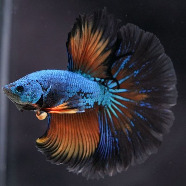 画像6: HM マスタード (6)