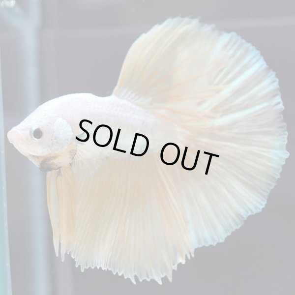 画像7: HM ドラゴン、カッパー系 (7)