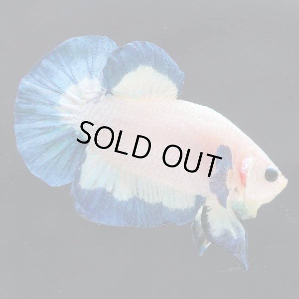 画像7: HMPK　ブルーリム (7)