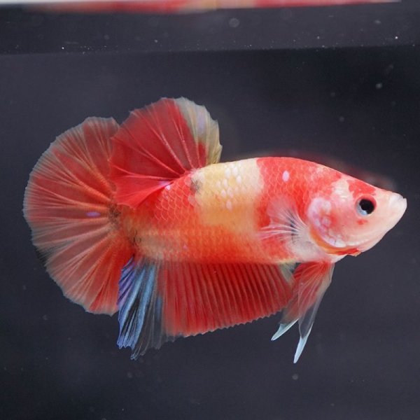 画像11: HMPK キャンディ (11)