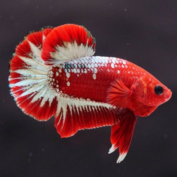 画像6: HMPK ヘルボーイ ホワイトスケール上物 (6)