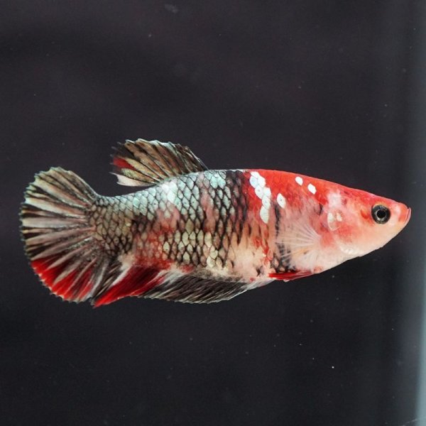 画像5: HMPK 鯉ギャラクシー ♀ (5)