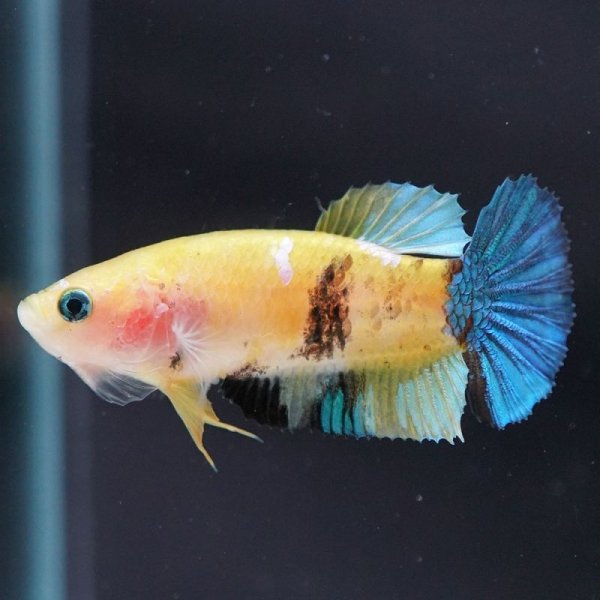 画像2: HMPK 鯉イエロー♀ (2)