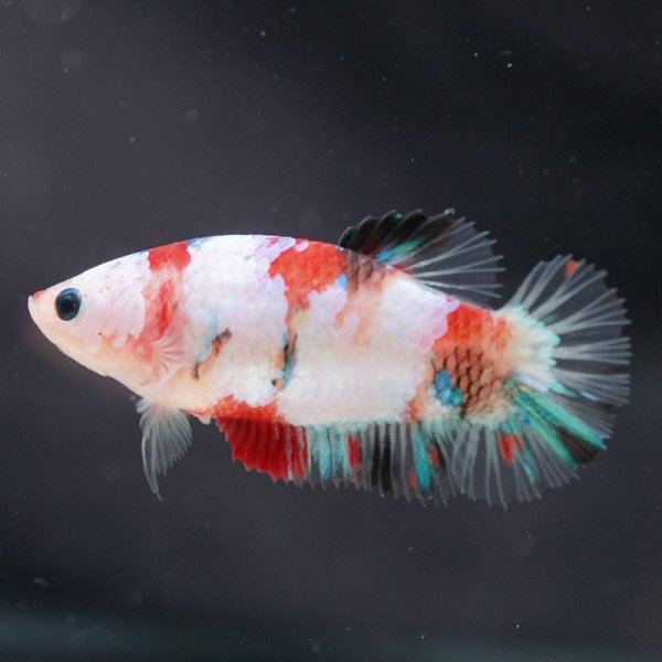 画像2: HMPK　鯉　♀ (2)