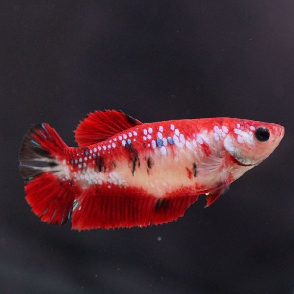 画像4: HMPK 鯉ギャラクシー ♀ (4)