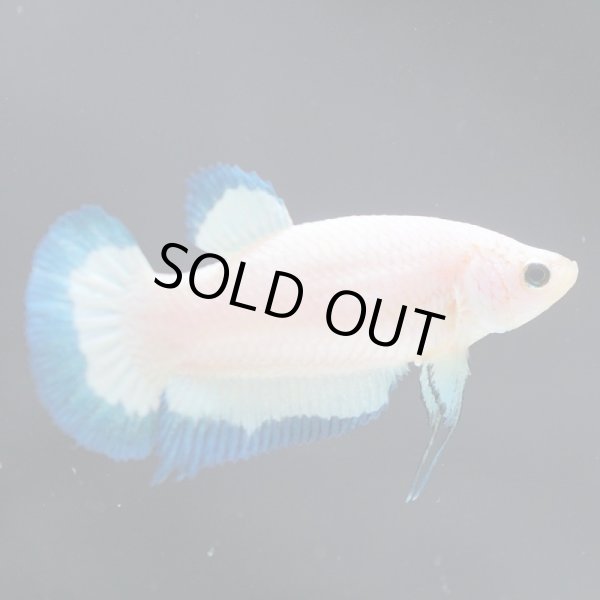 画像2: HMPK ブルーリム♀ (2)