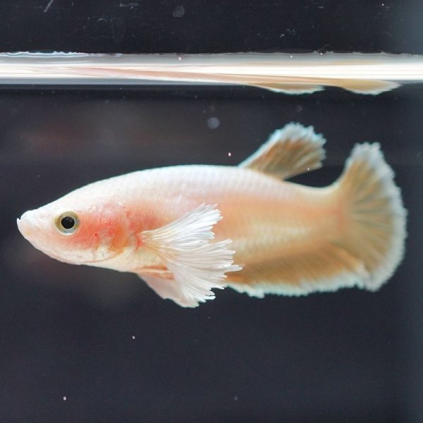 画像2: HMPK プラチナイエロー ダンボ♀ (2)